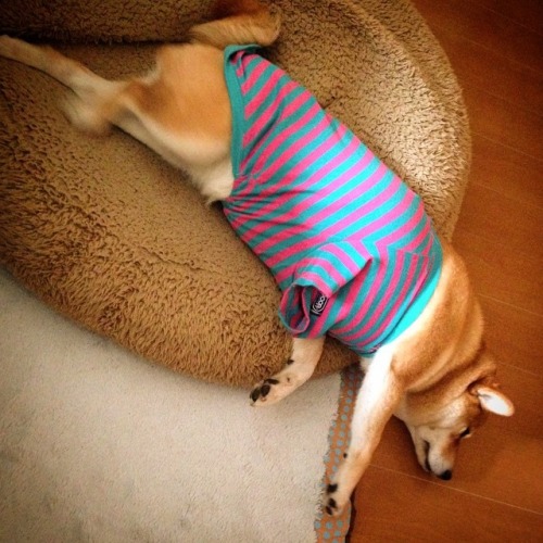 mustardtigress:The lovely Maruko, shibe of @tommyrts.