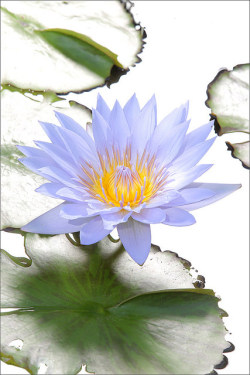 studioview:  Blue Water Lily - DD0A0319-1000