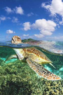 lsleofskye:  Green Sea Turtle | jordan_robinsLocation: