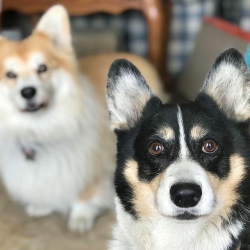 Ghibli’s face when she realizes the picture isn’t focused on her #corgi #fluffycorgi