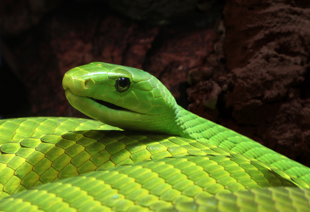 exotic-venom:
“ The eastern green mamba (Dendroaspis angusticeps), also known as the common mamba, East African green mamba, green mamba, or white-mouthed mamba, is a large arboreal and highly venomous snake species of the mamba genus Dendroaspis.
”