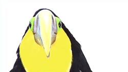 becausebirds:  These amazing gifs come from