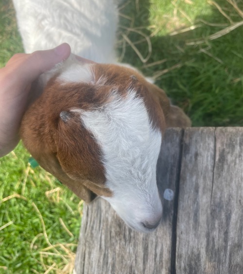 Baby Goats. You Agree.