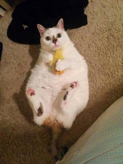 moriahbard:  Important cat facts: 1) Fat