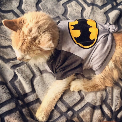 Somebunny got a new shirt. #batcat #catsofinstagram (by Just Shireen)
