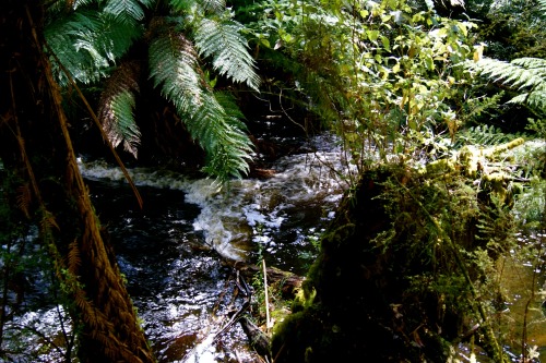 mt. field national park, tasmania