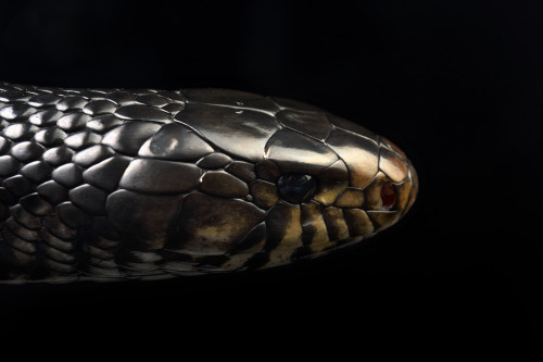 Typhon (Eastern indigo snake)