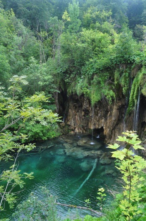 tiger-oasis: tr-pic:  Click here for a Tropical Paradise  tropical ❀
