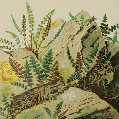 European ferns - James Britten and David Blair - 1879 - via Internet Archive