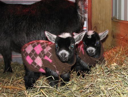 end0skeletal:In case you are sad here are some animals wearing sweaters.