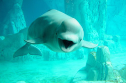 Theanimalblog:  Beluga Whale. Photo By Bart Coessens 