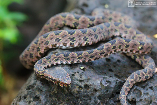 New species : Omkoi lance-headed pit viper (Protobothrops kelomohy), Thailand. 