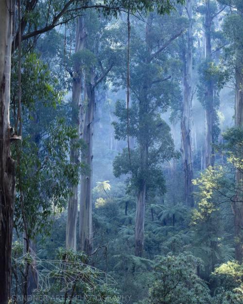 amazinglybeautifulphotography:  Single Tree Fern basks in soft evening light, Dandenongs - Australia IG steven.sandner [OC] [1080x1350] - Author: steven_sandner on reddit
