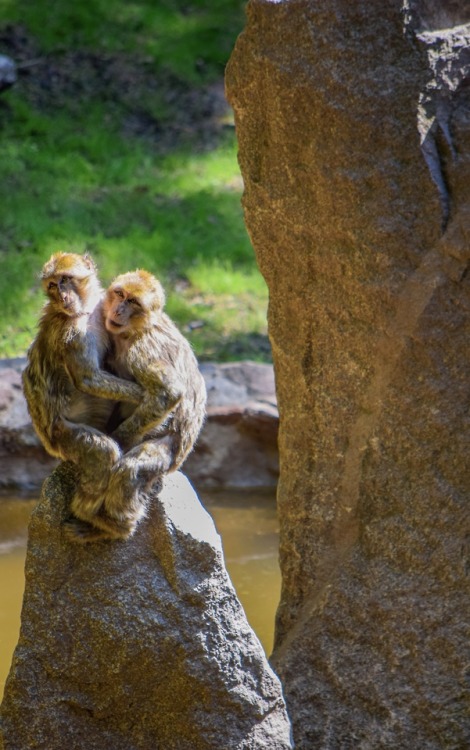 La Montagne des Singes, Kientzheim.