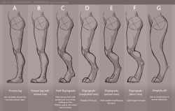 sparklepawz:Legs anatomy references - by