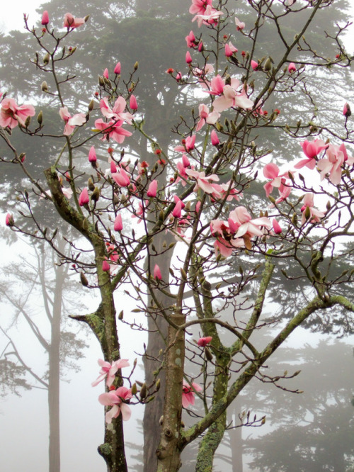 magnolia and fog SFBG by Larry Beckerman