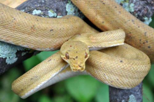 biofaunaexotics:  apteryxrowi:  bbreptiles:  crispysnakes:  biofaunaexotics:  It’s Happening! 