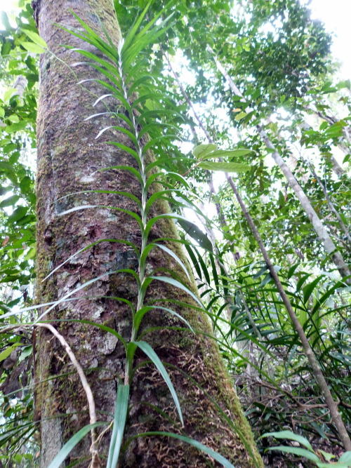 Rainforest at Paluma, Townsville. Queensland Photographer: Melanie Wood