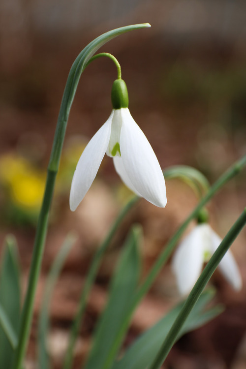 Snowdrops!!! The season begins! Amazing the variations these little bits of green and white have.M