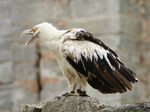 dezzoi:  Turkey Vulture Black Vulture King Vulture Greater and Lesser Yellow Headed