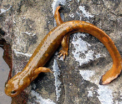 Mesozoic era amphibian: Giant Chinese salamanderA Mesozoic era Giant Salamander was discovered from 