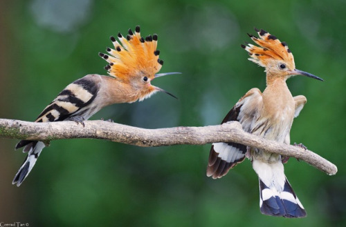 fairy-wren:  Hoopoes (photo by conrad tan) porn pictures