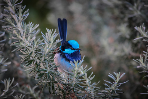 XXX fairy-wren:  Fairy Wren photo