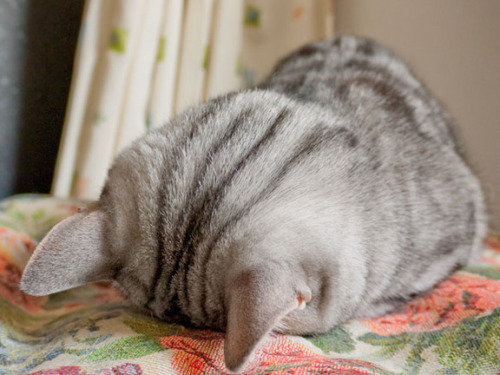「正直すまんかった・・・zzz」　“ごめん寝”を堪能する画像集 - 〓 ねこメモ 〓  Cat sleeping zzz…