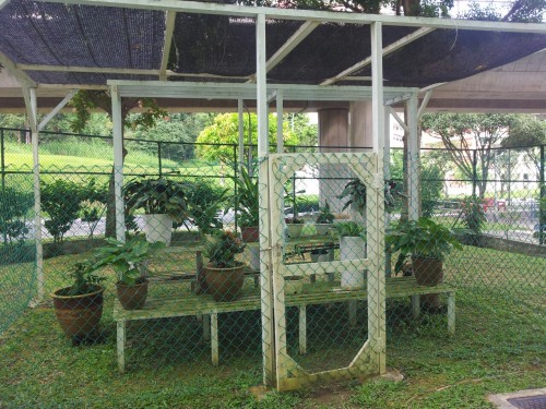 fluffyplant:ohdarhling:This tiny ‘garden’ is located at the back of my school and almost nobody in t