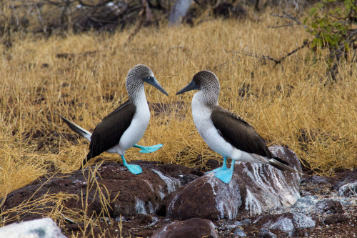 Galapagos Islands, Ecuador, June 2021