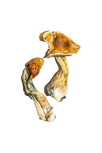 B+ Magic Mushrooms (Psilocybin)
20.00 - 600.00 CA$
See more : https://egmedicinal.com/product/b-magic-mushrooms-psilocybin/
B+ mushroom s are a type of magic, psychedelic mushroom that is a species of Psilocybe Cubensis. As one of the most commonly...