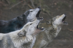 her-wolf:Wolf Pack by  Peter Darcy  