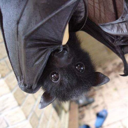 underworld-priest: save-the-bats:  doctorwh000o: Blessing your day with some cute