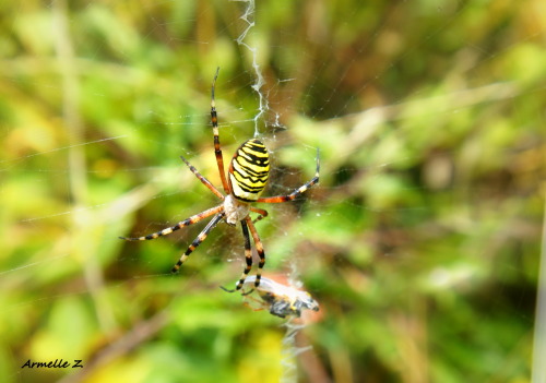 Argiope :)Été 2014