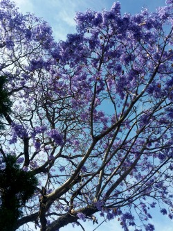 canelaklug:  Jacaranda antes de la llovizna