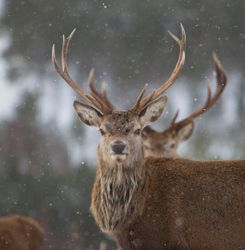 Red deer stag in the Scottish Highlands (by: Richard McManus)