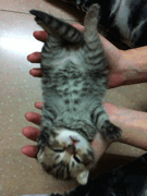 youngmunchkin:  Cat sit ups! Follow http://youngmunchkin.tumblr.com  