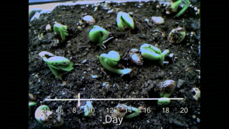 logikblok-science:Plants Growth & Development - Upwards & Downwards The gifs above visualise
