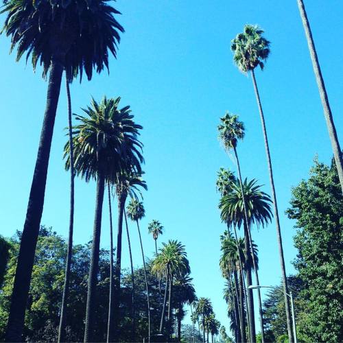  #goodnight #californiadreaming #beverlyhills #palmtrees #vacaytime #wanttogobacktoshoot #creativetr