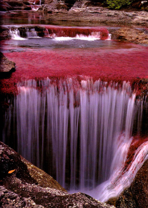 scumbugg:bootybreakfast:  misunderst00dsilence:kelledia:The Rio Caño Cristales - most colorful river (caused by algae and moss seen through the water), Colombia.  HOLY SHIT  scumbugg  ahhhhh