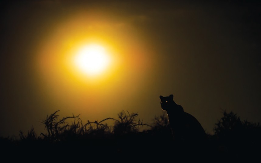 Windows to the soul (Leopard in Kgalagadi Transfrontier Park, Botswana)