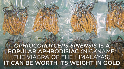 XXX skunkbear:  Ophiocordyceps sinensis is a photo