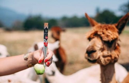 Let’s go somewhere and wake and bake&hellip;Alpaca bowl Link in bio for some sweet wake an