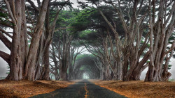 ninbra:  Foggy Cypress. Point Reyes, California. 