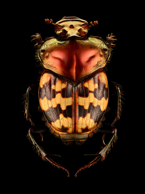 littlelimpstiff14u2: Microsculpture – The Insect photography of Levon Biss Microsculpture &nda