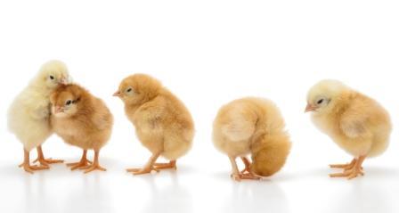 oceanbreezesallday:  Go vegan! for the animals, for your health, for the environment. 