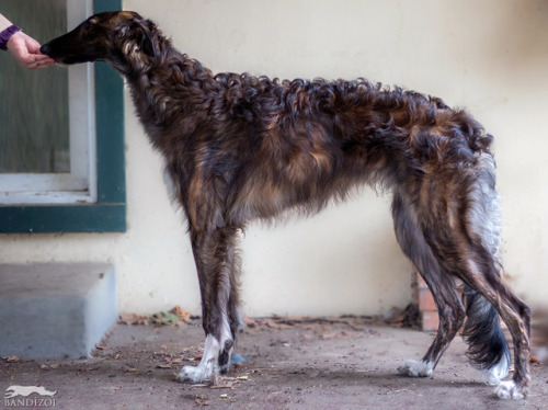 bandizoi:Galileo is just about 8 months old, 29.25 inches tall and 64.2 lbs. 