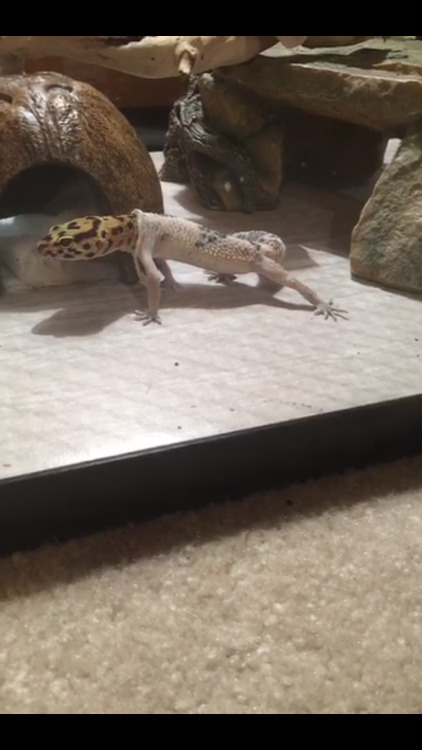 rate-my-reptile:tinygeck:she’s perfectTypes of friend: YELL, Tall, sexy nekkid strippy lapdanse, The