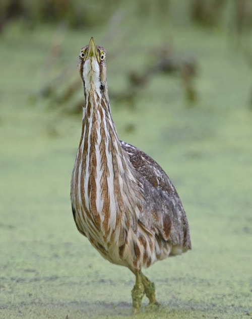 IT’S A BITTERN APPRECIATION POSTSources &amp; Species in order below! Fun with Bittern by Richard Pi