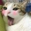 gross-cursed-animal